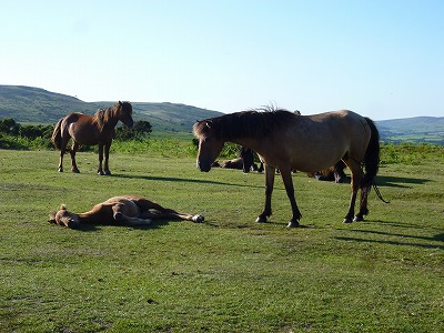 イギリスの田舎で半野生の馬に会う